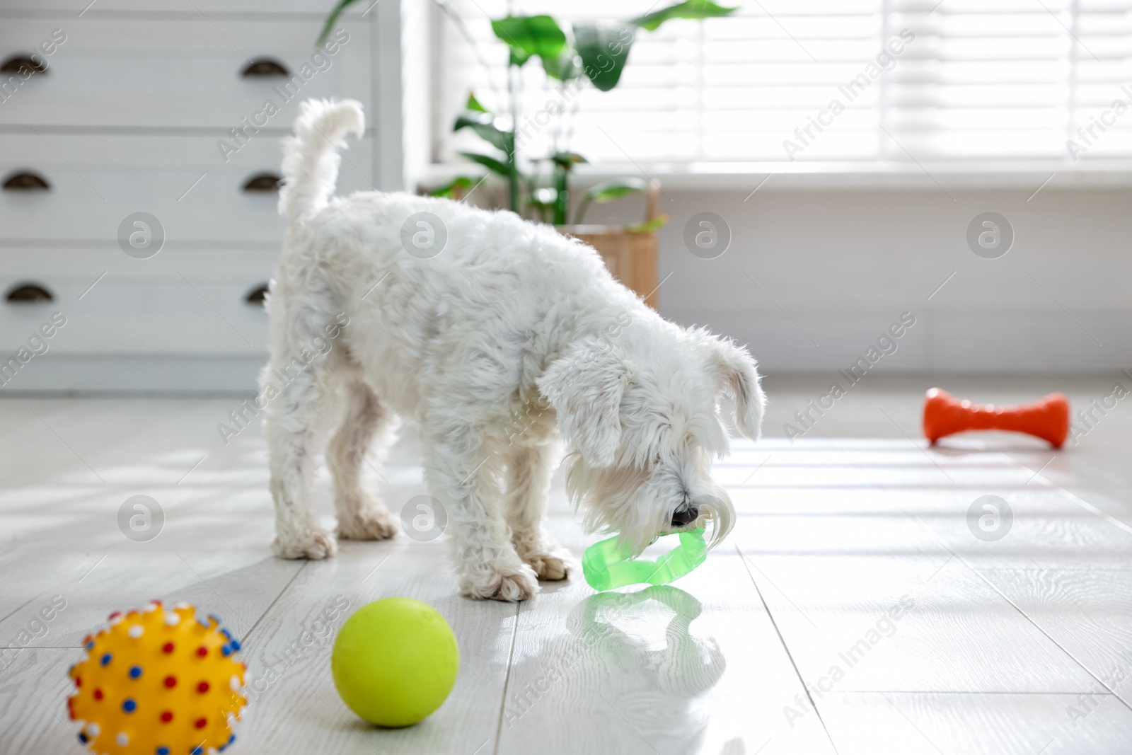 Photo of Cute dog playing with toys at home. Adorable pet