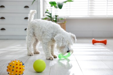 Photo of Cute dog playing with toys at home. Adorable pet