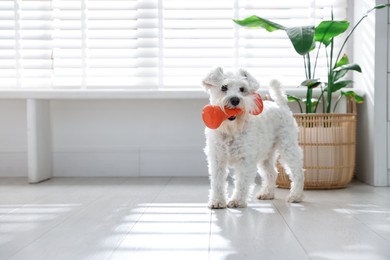 Photo of Cute dog with toy at home, space for text. Adorable pet