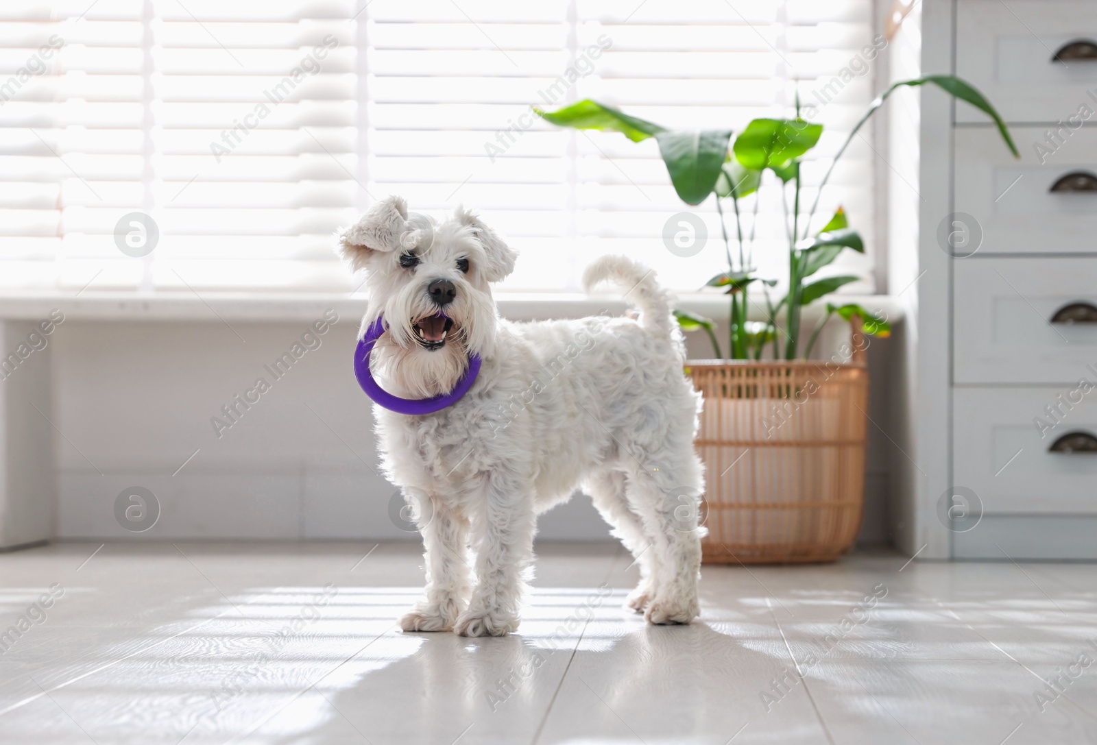 Photo of Cute dog with toy at home. Adorable pet