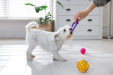 Photo of Cute dog playing with owner and toy at home, closeup. Adorable pet