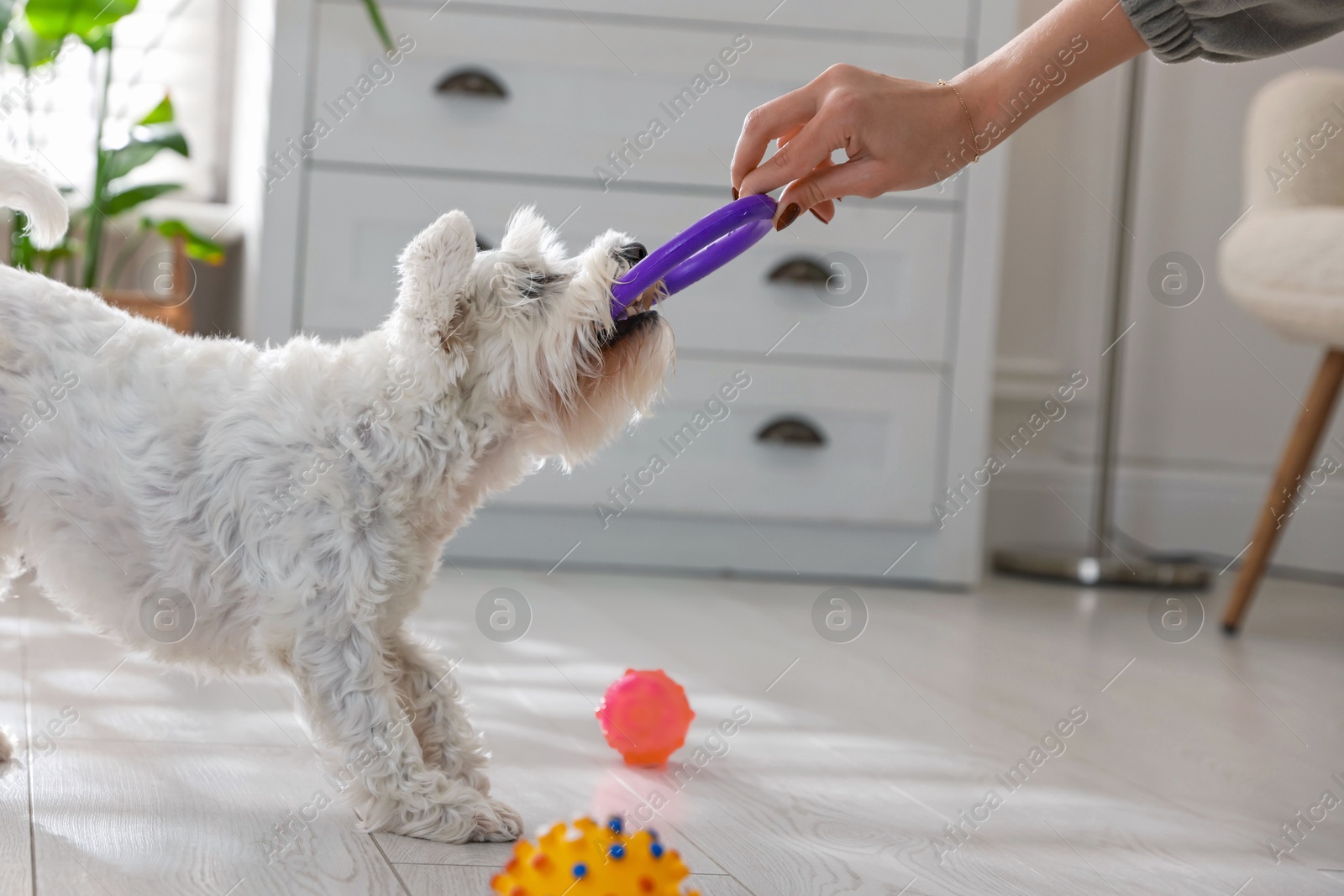 Photo of Cute dog playing with owner and toy at home, closeup. Adorable pet