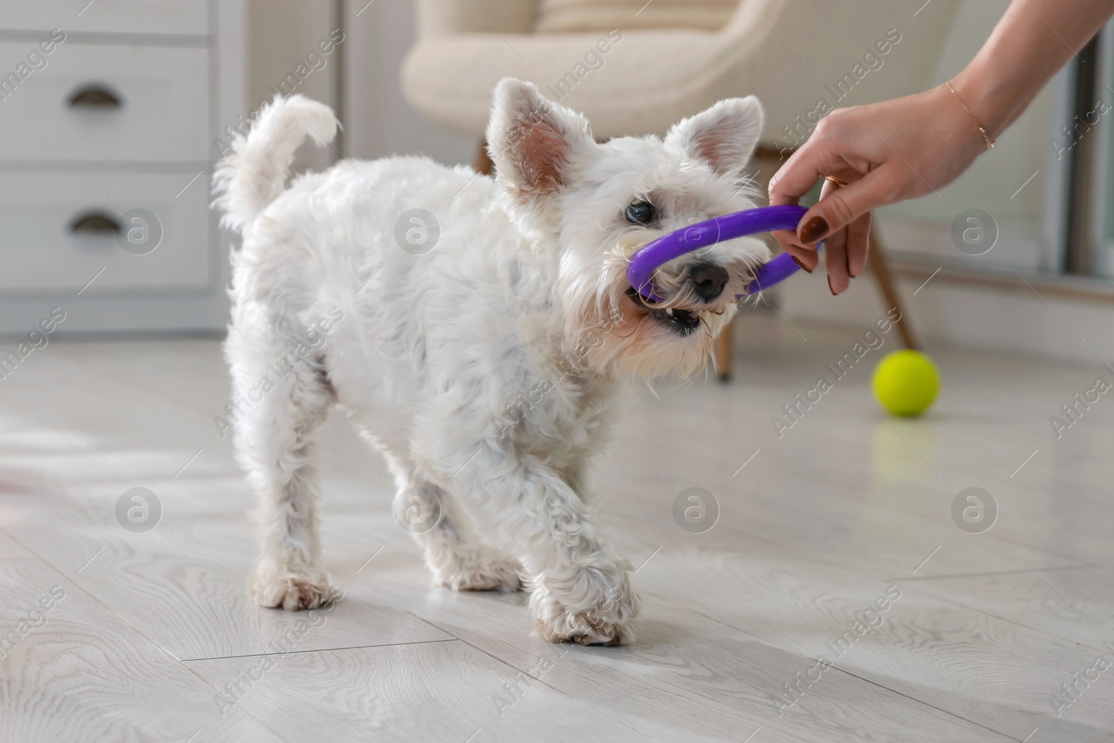 Photo of Cute dog playing with owner and toy at home, closeup. Adorable pet