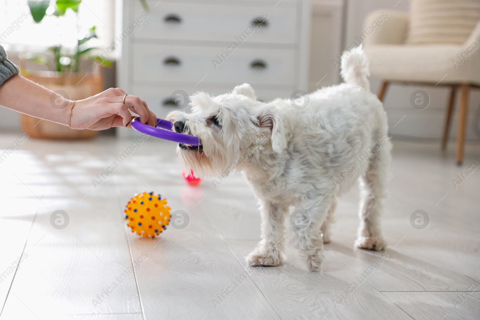 Photo of Cute dog playing with owner and toy at home, closeup. Adorable pet