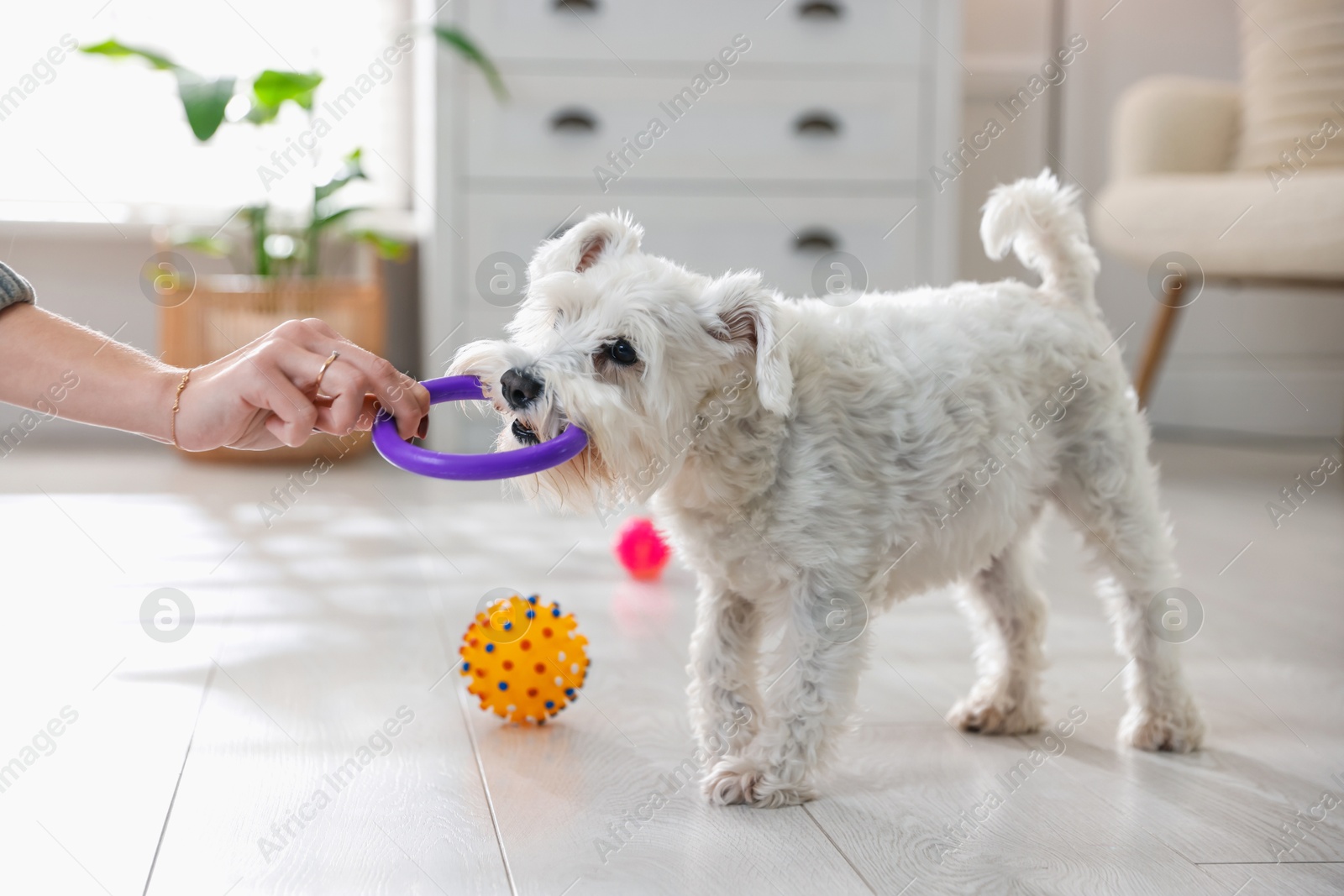 Photo of Cute dog playing with owner and toy at home, closeup. Adorable pet