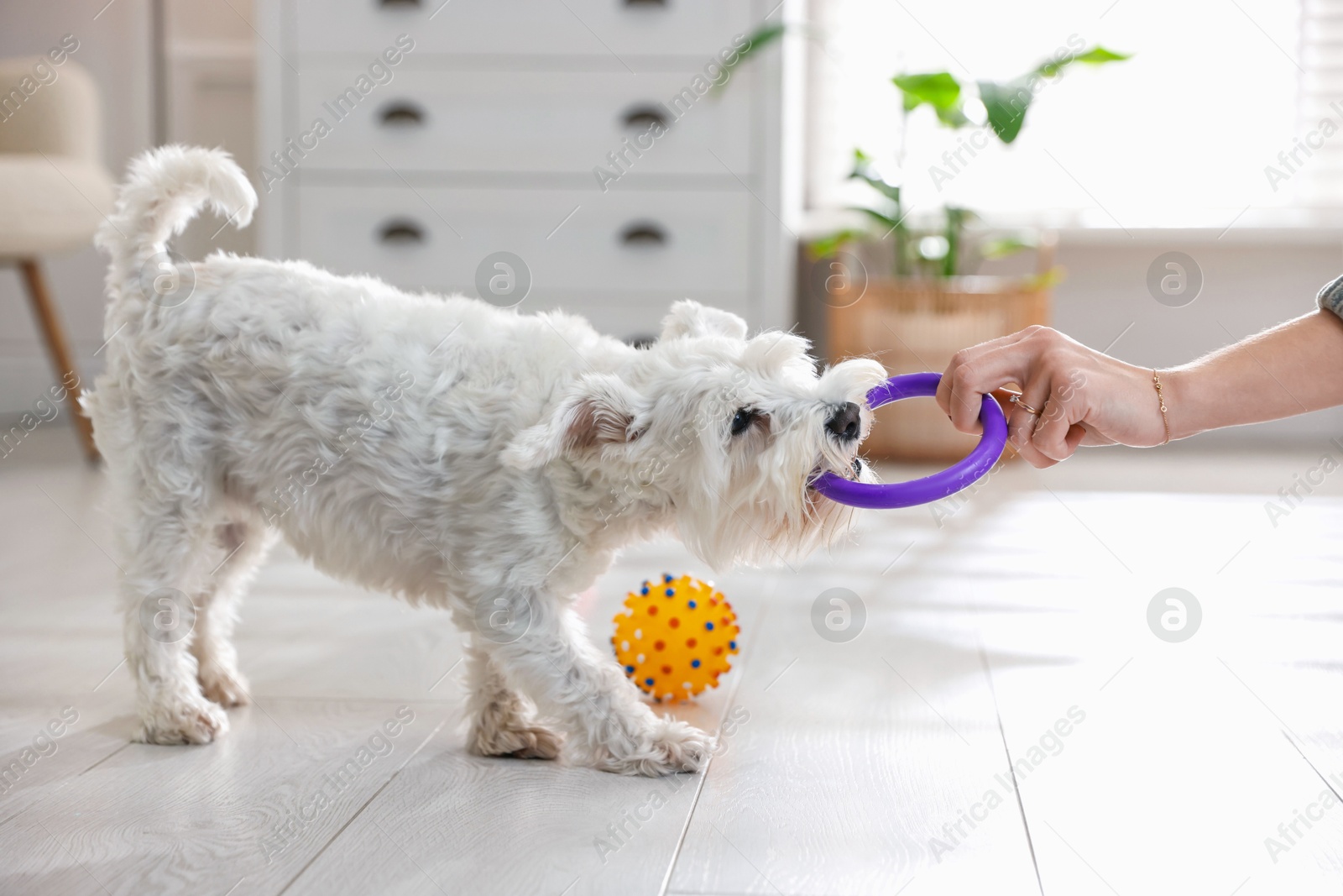 Photo of Cute dog playing with owner and toy at home, closeup. Adorable pet