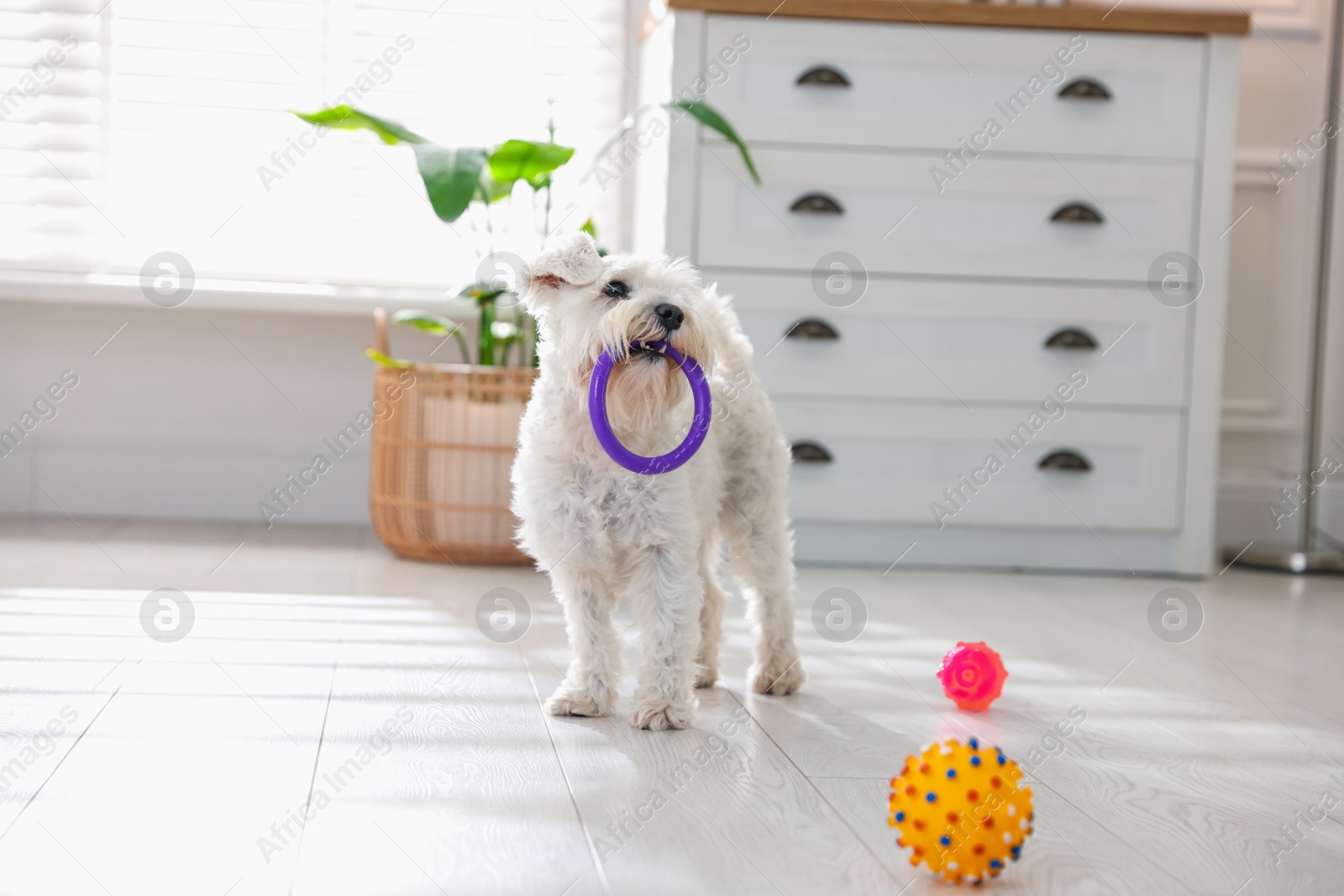 Photo of Cute dog with toys at home. Adorable pet