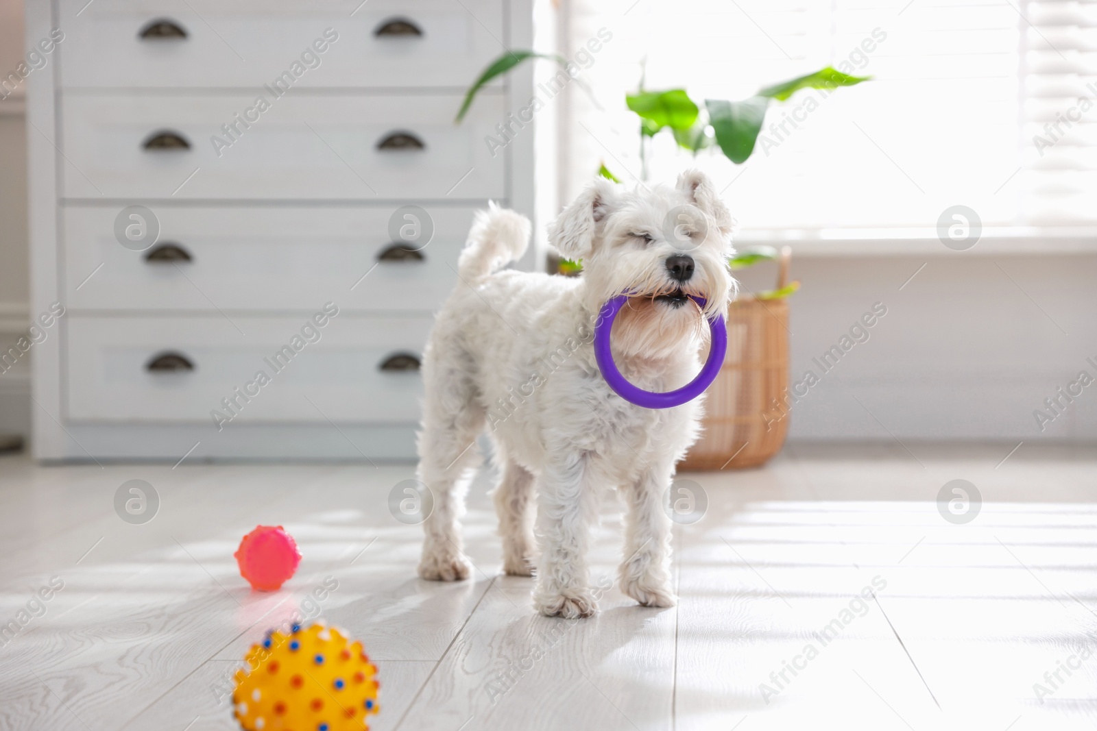 Photo of Cute dog with toys at home. Adorable pet