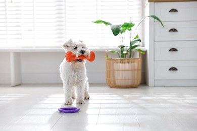 Photo of Cute dog with toys at home. Adorable pet