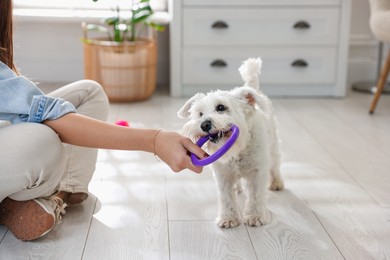 Photo of Cute dog playing with owner and toy at home, closeup. Adorable pet