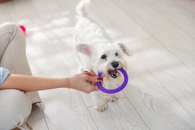 Photo of Cute dog playing with owner and toy at home, closeup. Adorable pet