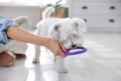 Photo of Cute dog playing with owner and toy at home, closeup. Adorable pet