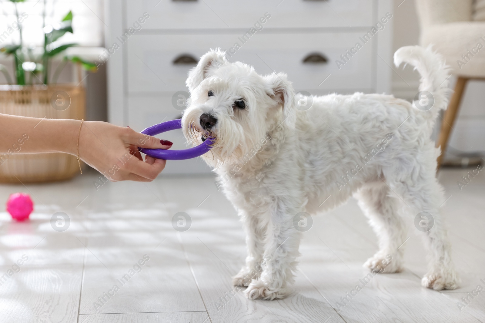 Photo of Cute dog playing with owner and toy at home, closeup. Adorable pet