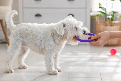 Photo of Cute dog playing with owner and toy at home, closeup. Adorable pet