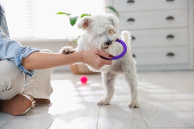 Photo of Cute dog playing with owner and toy at home, closeup. Adorable pet