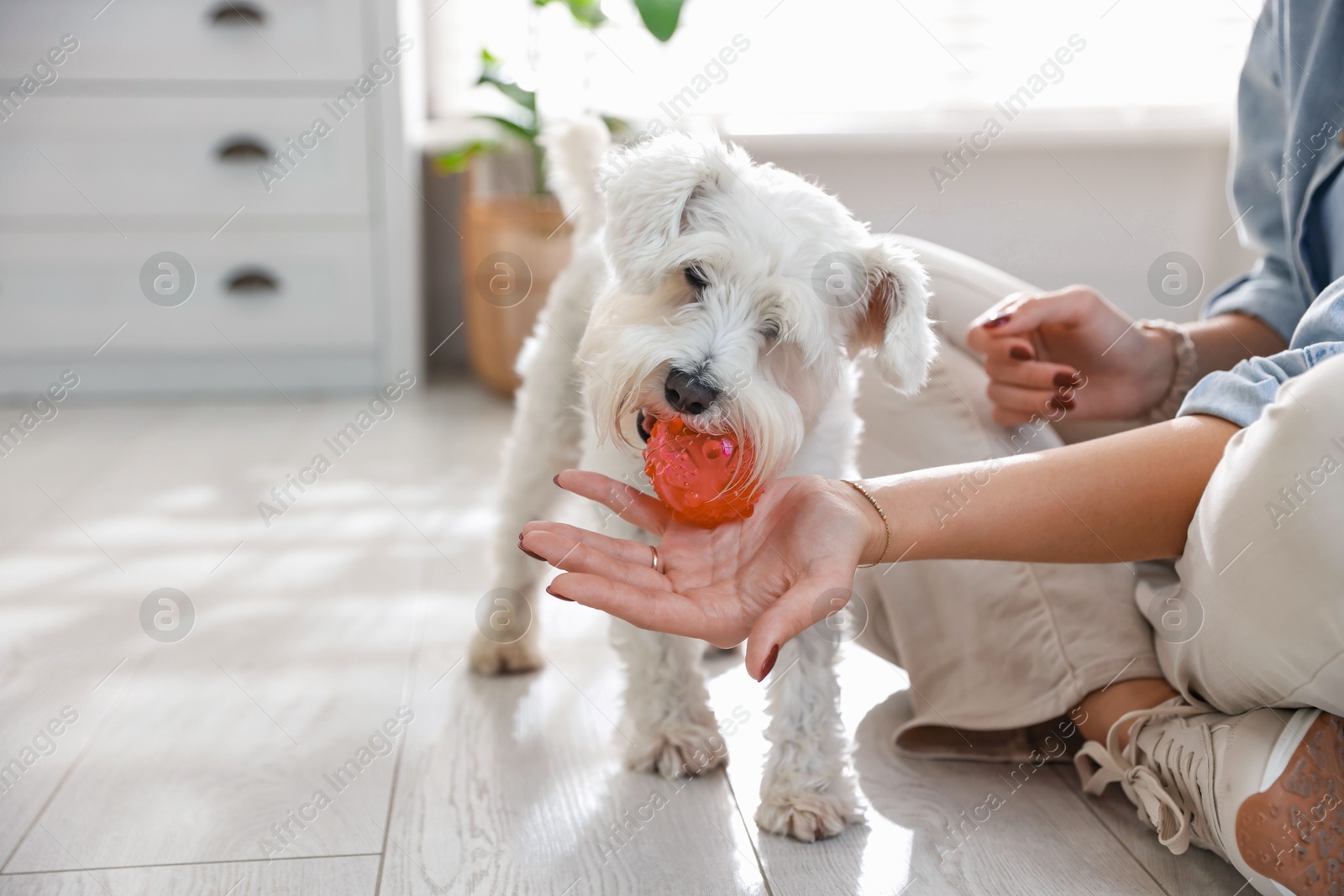 Photo of Owner giving toy to cute dog at home, closeup with space for text. Adorable pet