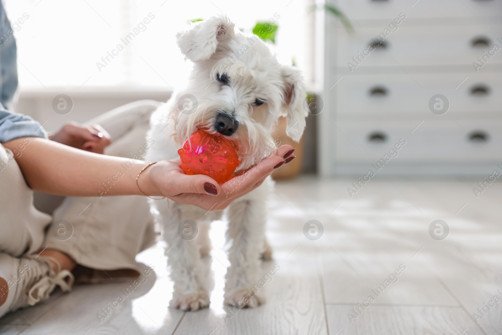 Photo of Owner giving toy to cute dog at home, closeup with space for text. Adorable pet