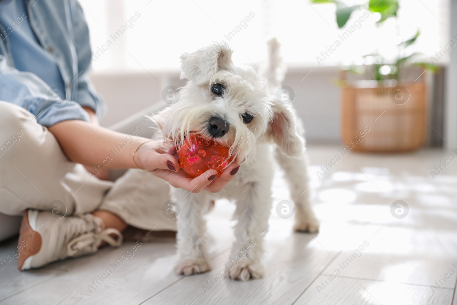 Photo of Owner giving toy to cute dog at home, closeup with space for text. Adorable pet