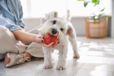 Photo of Owner giving toy to cute dog at home, closeup with space for text. Adorable pet