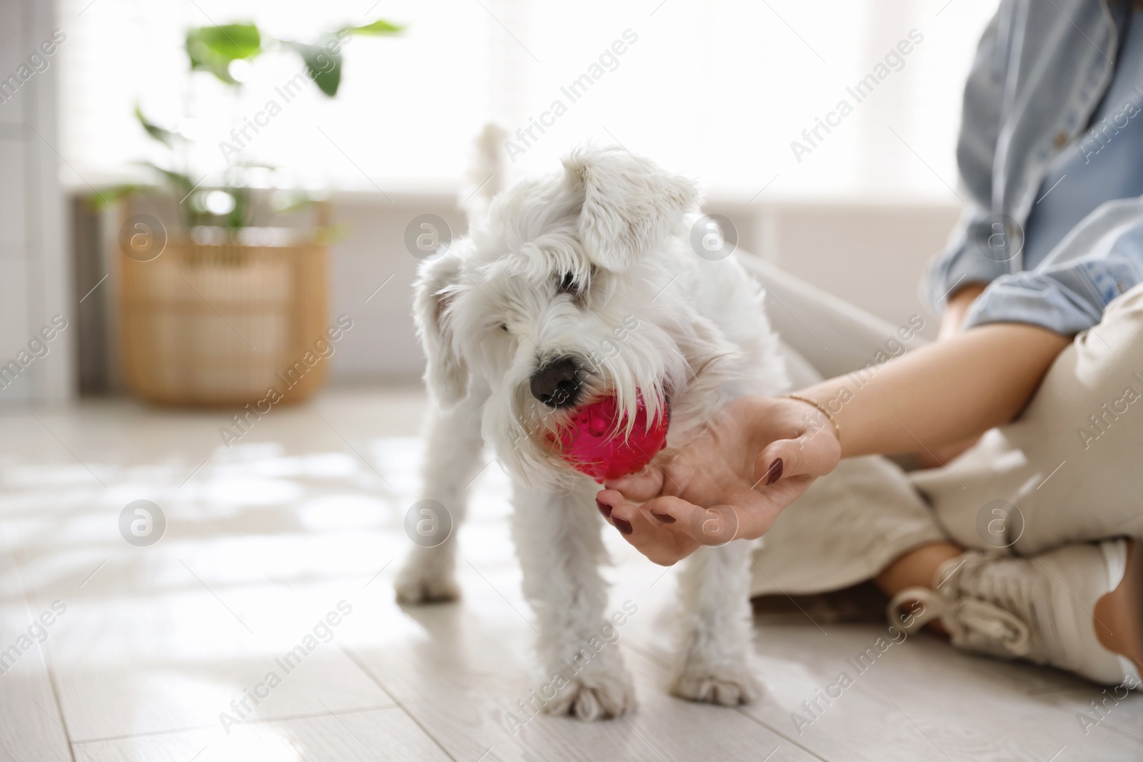 Photo of Owner giving toy to cute dog at home, closeup with space for text. Adorable pet