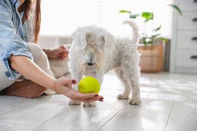 Photo of Owner giving toy to cute dog at home, closeup. Adorable pet