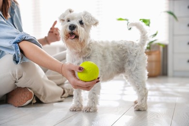 Photo of Owner giving toy to cute dog at home, closeup. Adorable pet