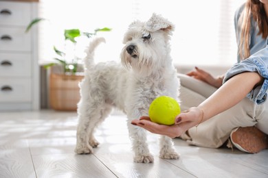 Photo of Owner giving toy to cute dog at home, closeup. Adorable pet