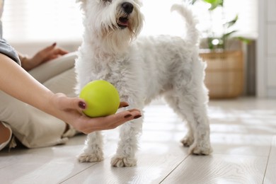 Photo of Owner giving toy to cute dog at home, closeup. Adorable pet