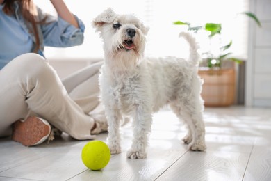 Photo of Owner giving toy to cute dog at home, closeup. Adorable pet