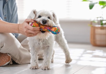 Photo of Owner giving toy to cute dog at home, closeup. Adorable pet