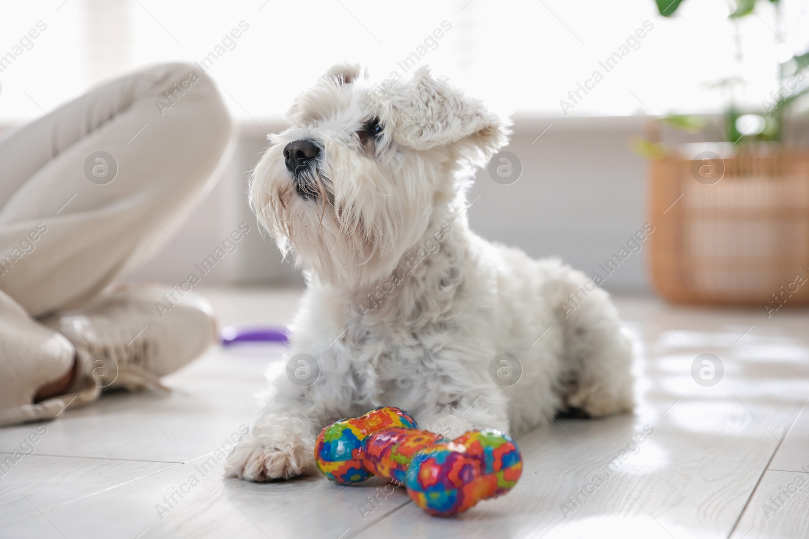 Photo of Cute dog playing with toy at home. Adorable pet