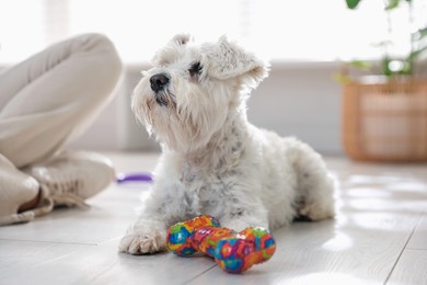 Photo of Cute dog playing with toy at home. Adorable pet