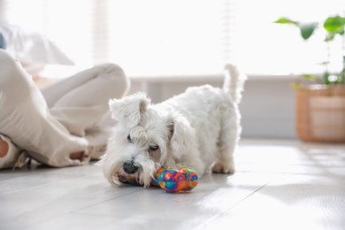 Photo of Cute dog playing with toy at home. Adorable pet