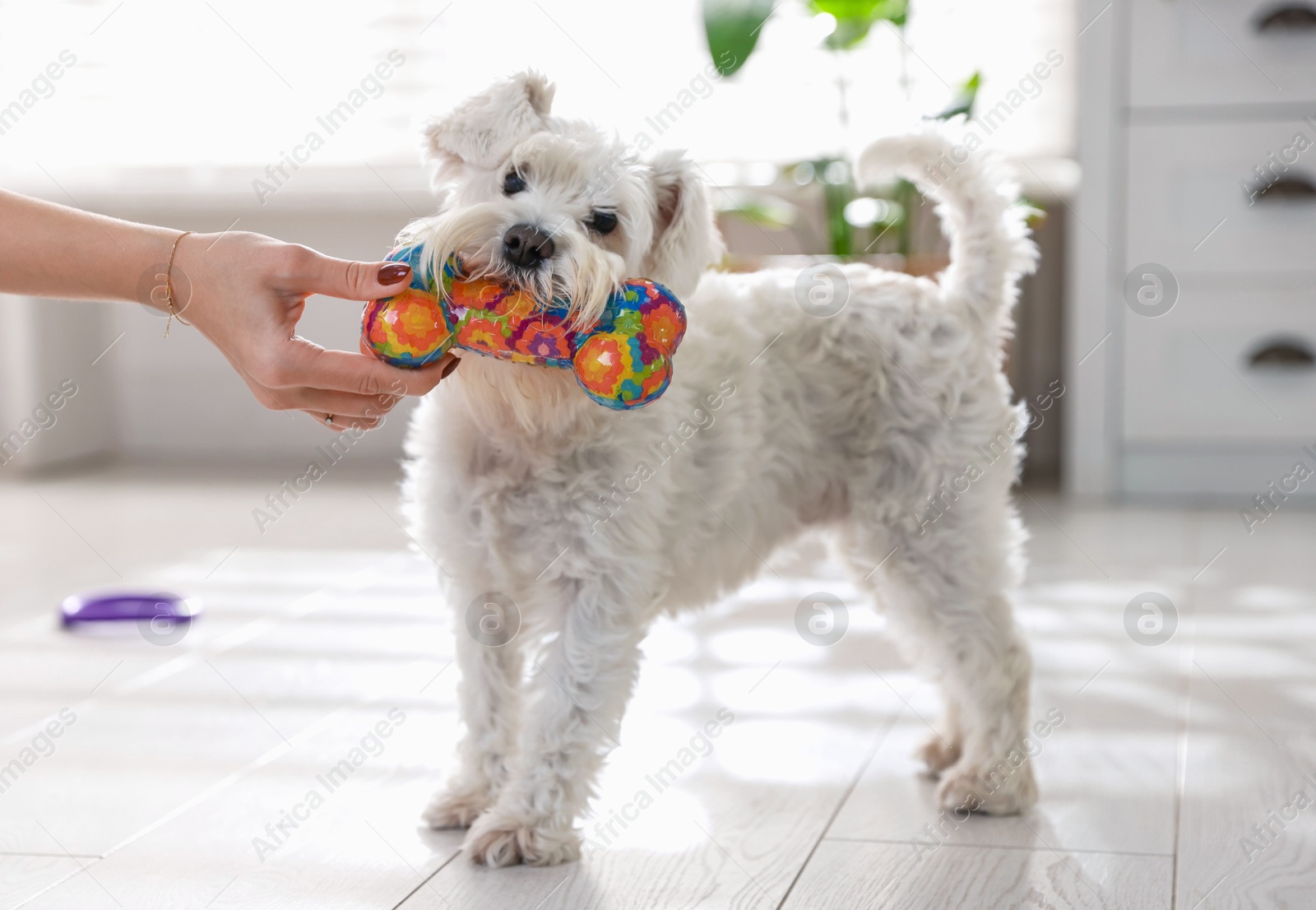 Photo of Owner giving toy to cute dog at home, closeup. Adorable pet