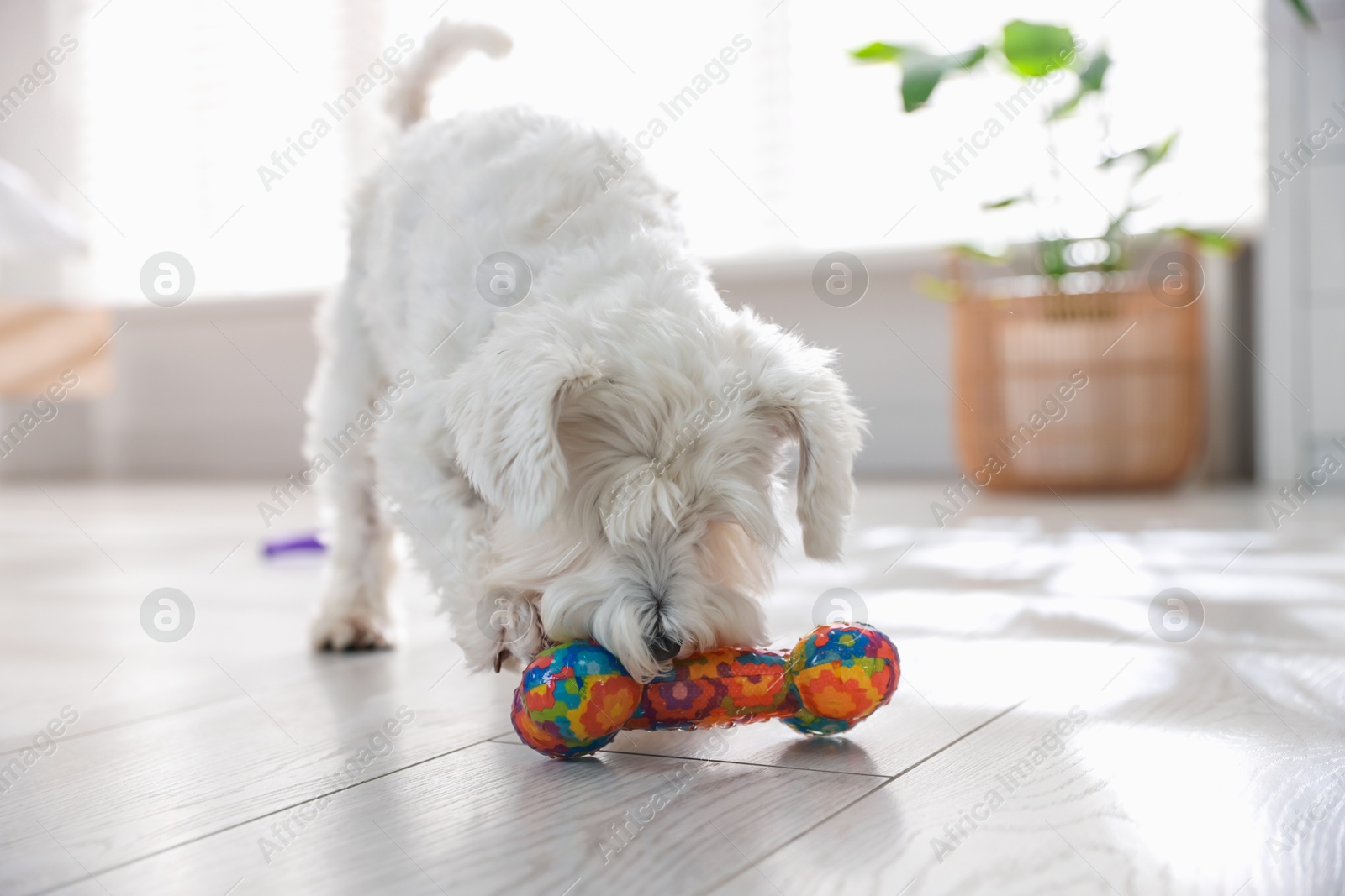 Photo of Cute dog playing with toy at home. Adorable pet