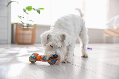 Photo of Cute dog playing with toy at home. Adorable pet