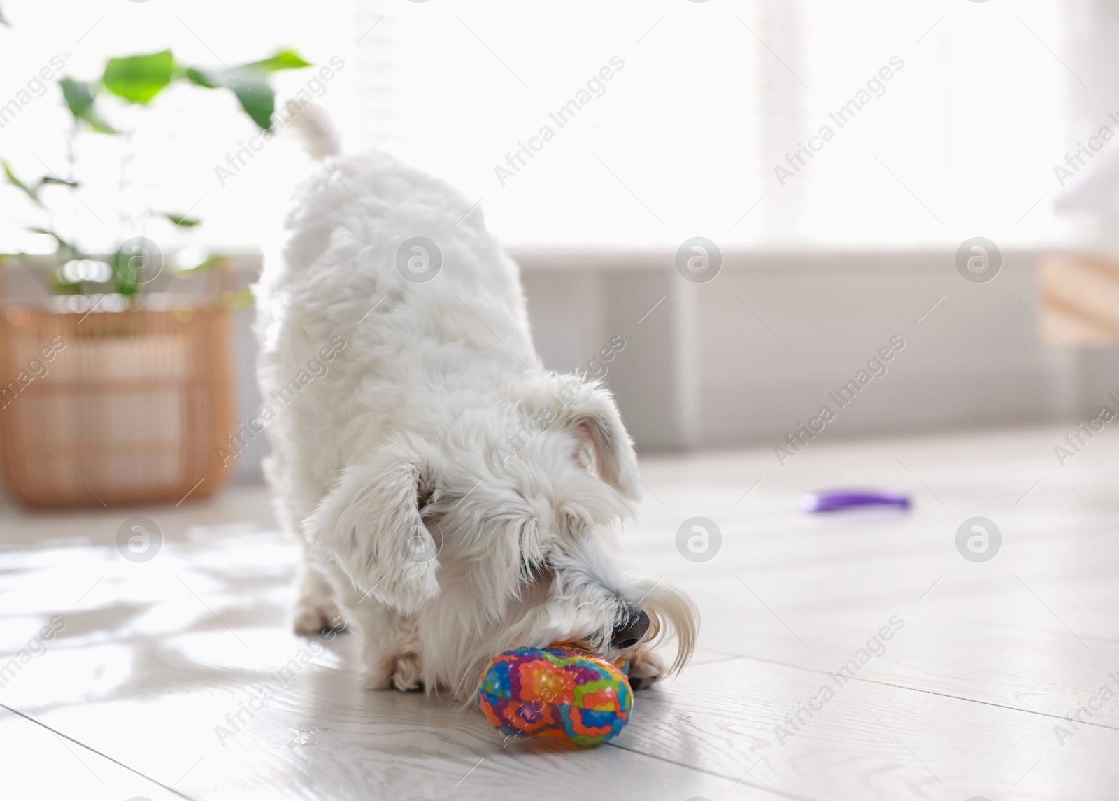 Photo of Cute dog playing with toy at home. Adorable pet