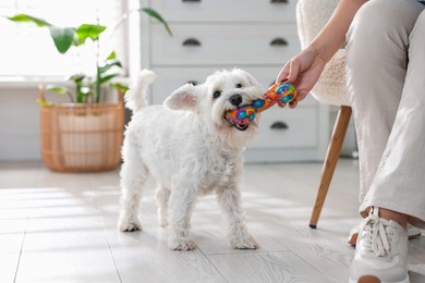 Photo of Owner giving toy to cute dog at home, closeup. Adorable pet