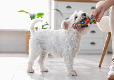 Photo of Owner giving toy to cute dog at home, closeup. Adorable pet