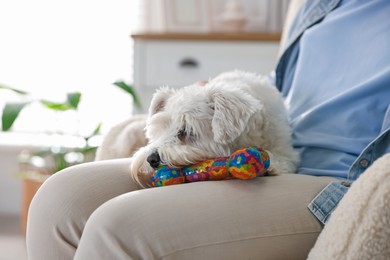 Photo of Cute dog with toy on owner's knees at home, closeup. Adorable pet