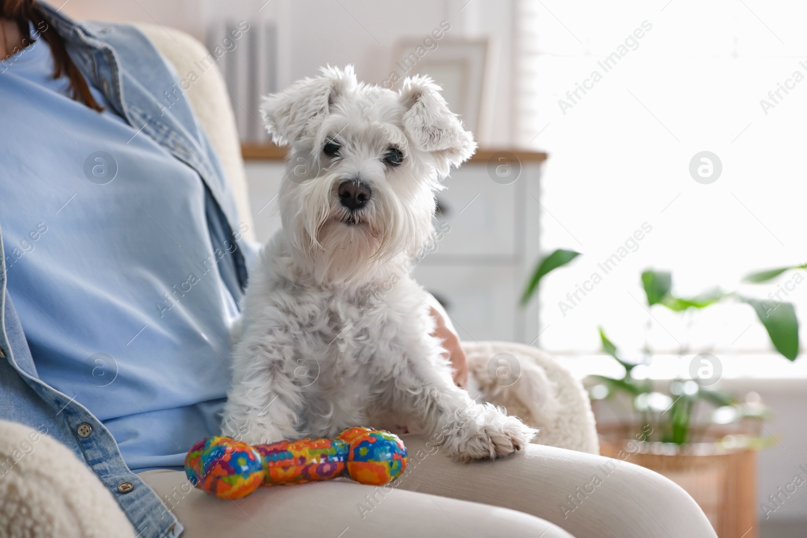 Photo of Cute dog with toy on owner's knees at home, closeup. Adorable pet