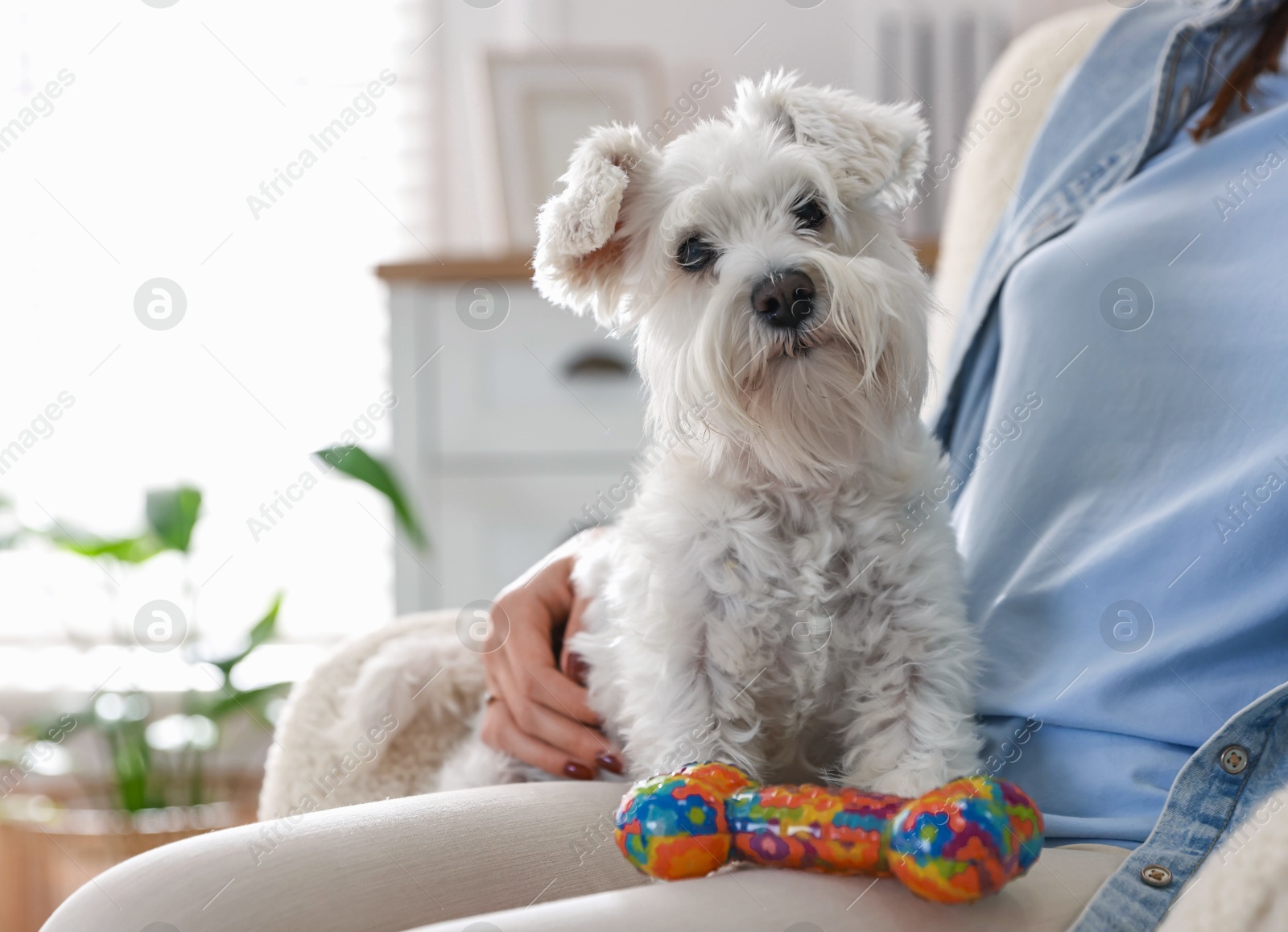 Photo of Cute dog with toy on owner's knees at home, closeup. Adorable pet