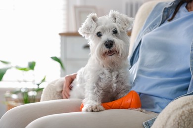 Photo of Cute dog with toy on owner's knees at home, closeup. Adorable pet