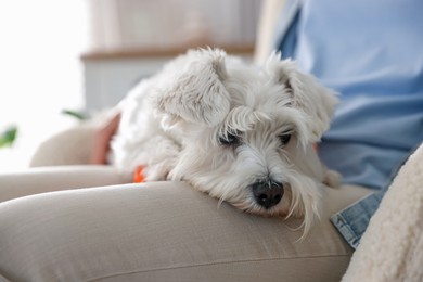 Photo of Cute dog resting on owner's knees at home, closeup. Adorable pet