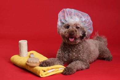 Photo of Cute dog with shower cap and other bath accessories on red background