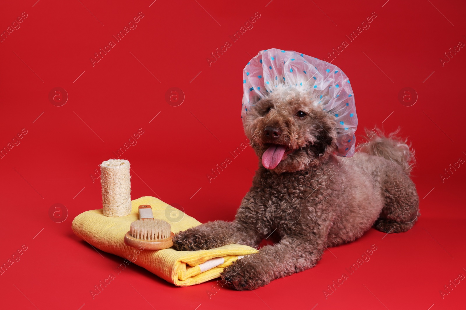 Photo of Cute dog with shower cap and other bath accessories on red background