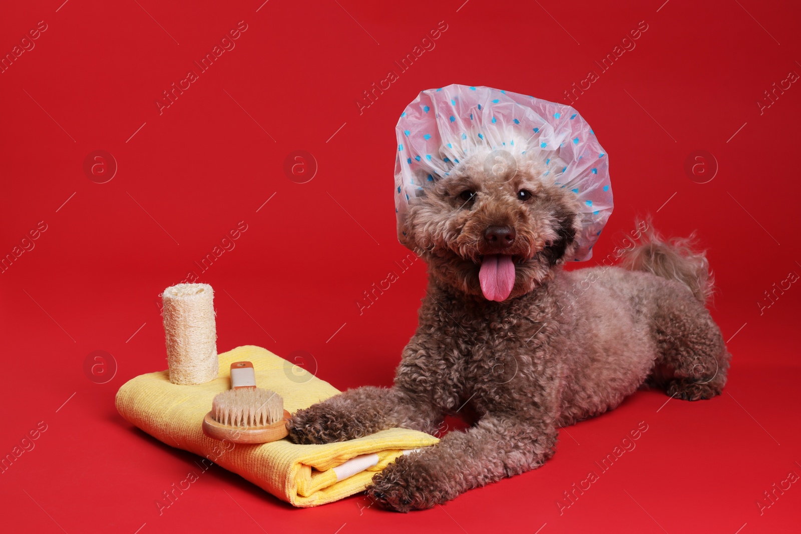 Photo of Cute dog with shower cap and other bath accessories on red background