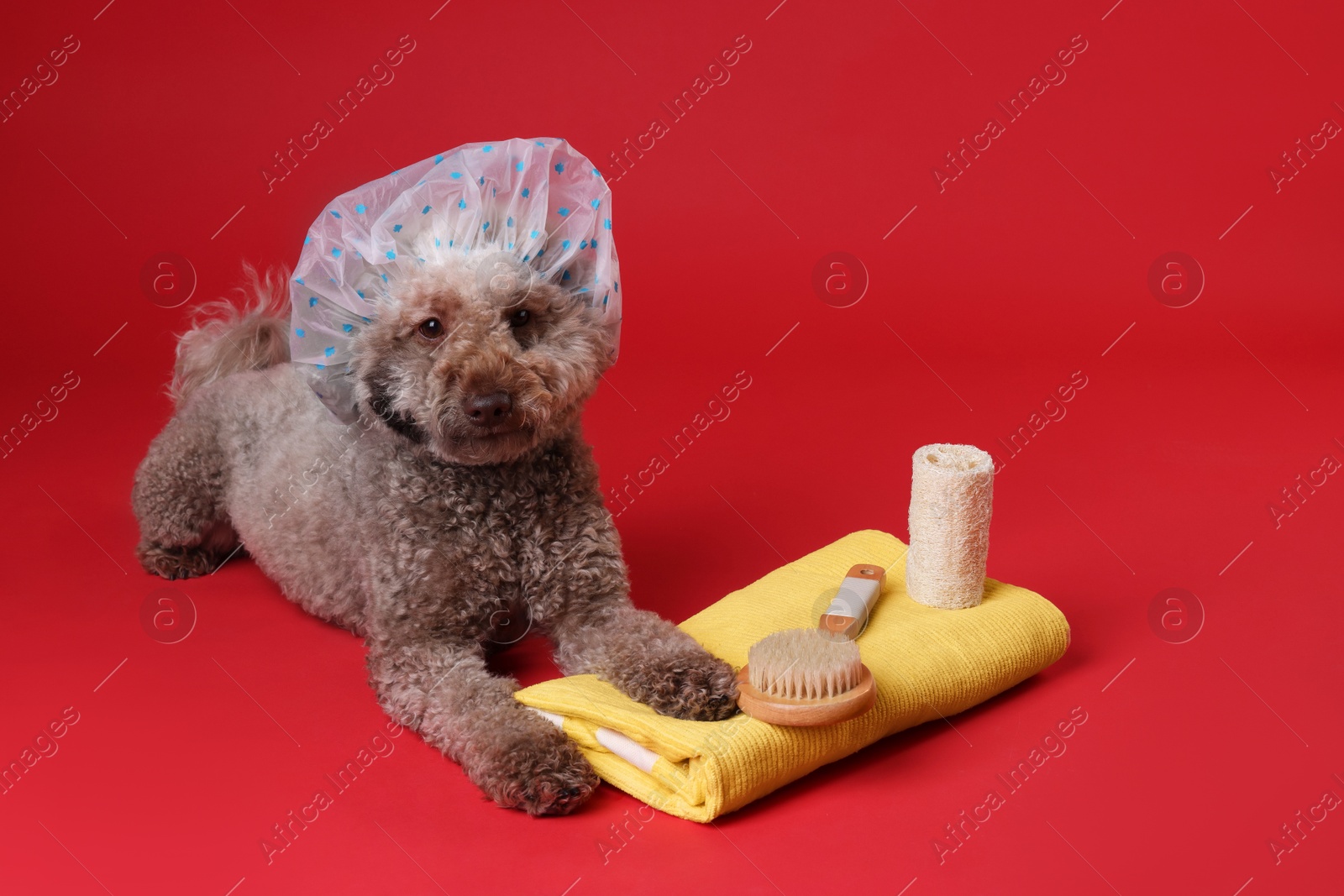 Photo of Cute dog with shower cap and other bath accessories on red background