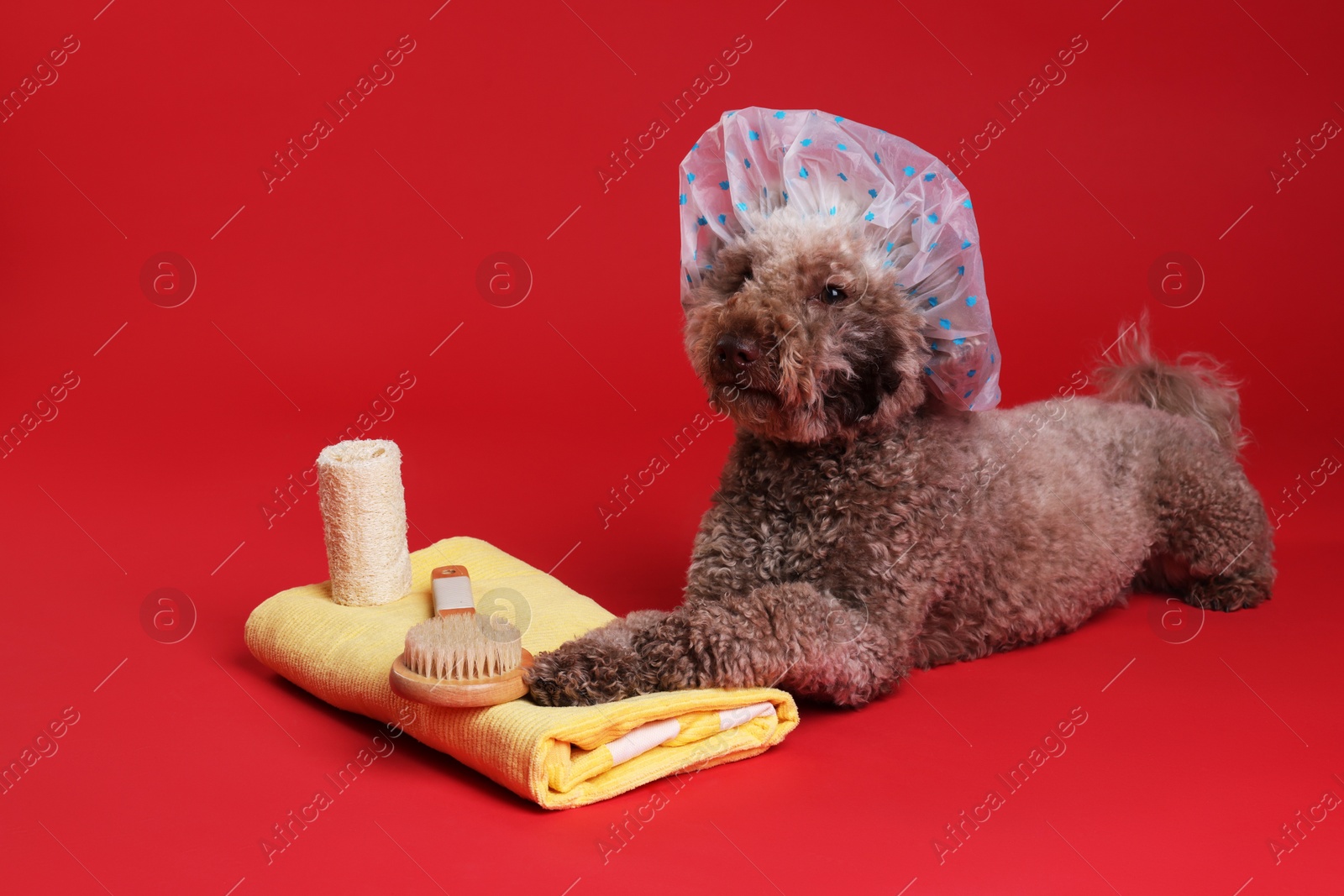 Photo of Cute dog with shower cap and other bath accessories on red background