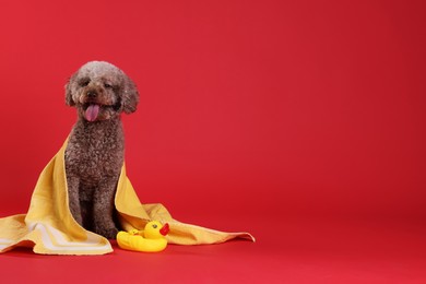 Photo of Cute dog with towel and bath ducks on red background, space for text